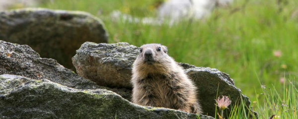 parc des marmottes