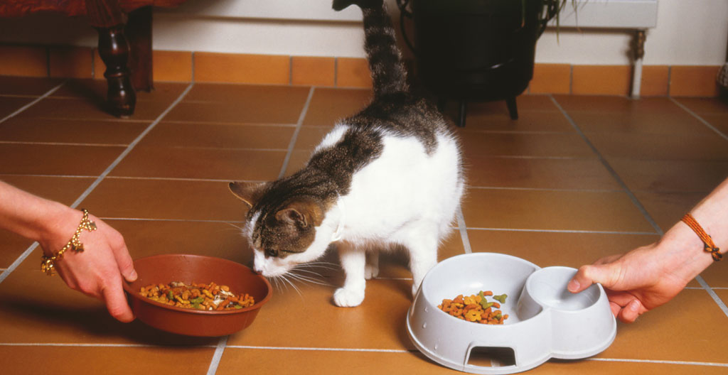 Nourriture chat