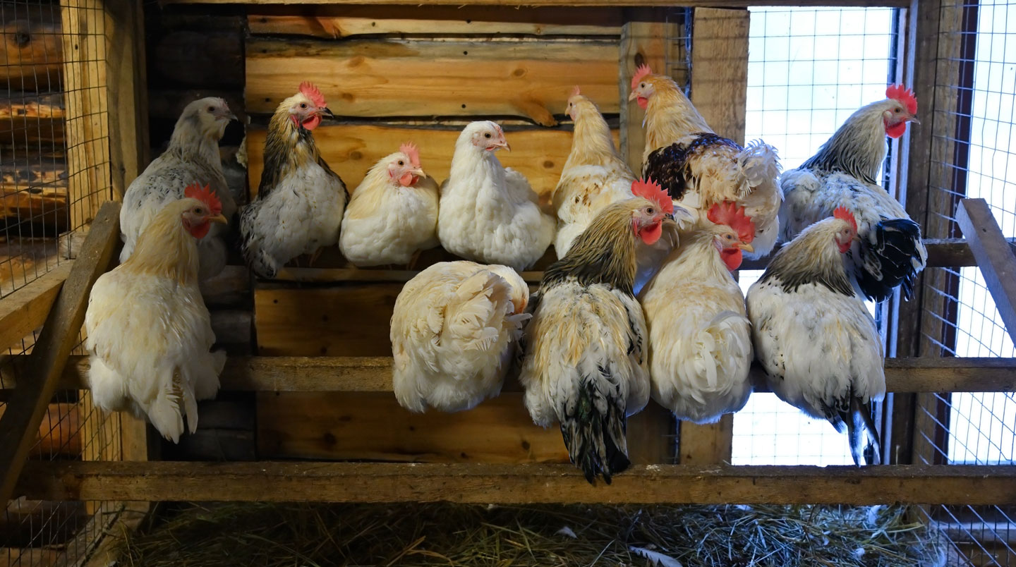 Vue intérieure d'un poulailler spacieux avec perchoirs à différentes hauteurs, litière propre et lumière naturelle filtrant par une fenêtre